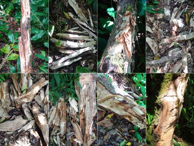 Faute de nom, le sentier a été baptisé pour la journée sentier Zandette ou Z'endet