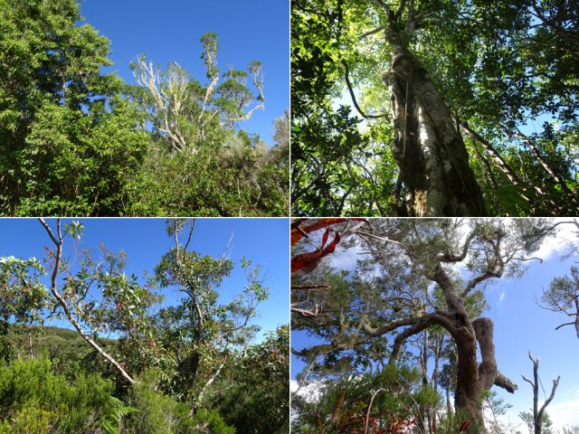 Bois de couleur, affouche, eucalyptus et tamarin des Hauts pour égayer la journée