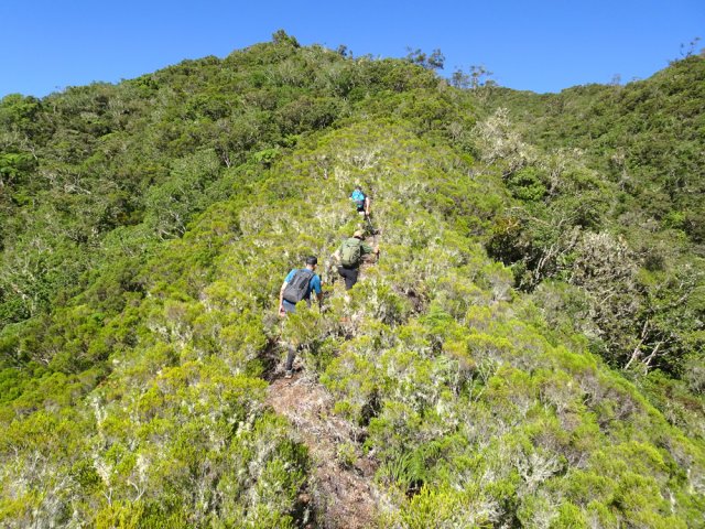 On parvient au piton 1562 plus aisément qu'en forêt profonde