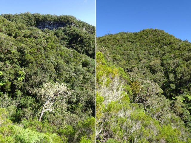 Une idée de la forêt recouvrant les rives de la Ravine Montauban