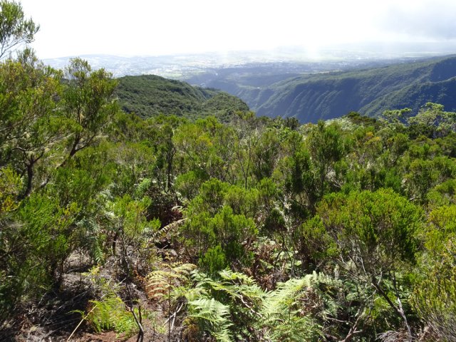 Passage facile dans les fougères avec vues sur la vallée de la Rivière des Pluies