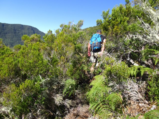 La trace est facile à suivre dans les fougères et brandes d'altitude