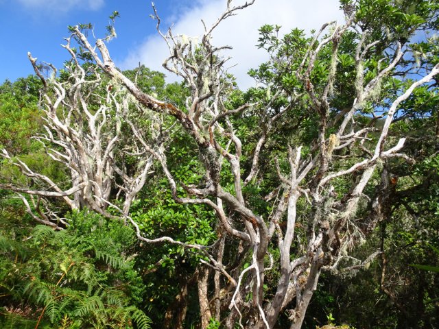 Cette touffe de bois mort signe la fin de notre sortie sportive