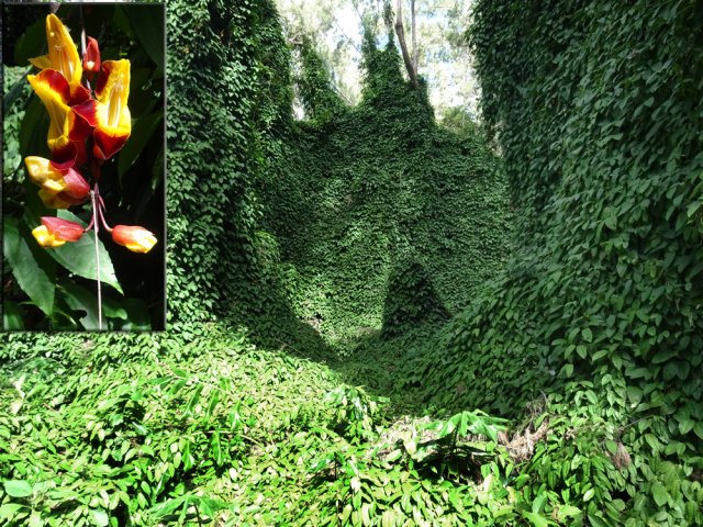 La liane de Mysore pourrait aussi se nommer liane de misère