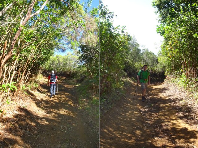 Les derniers hectomètres dans les goyaviers s'effectuent sur une pente plus faible