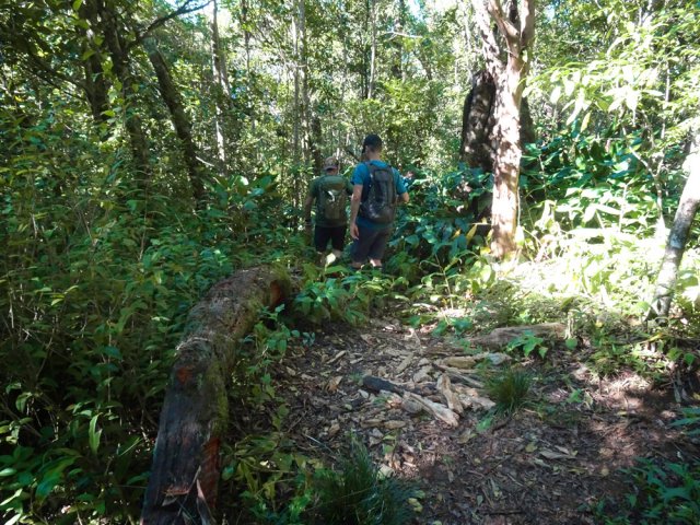 Quitter le sentier de la Roche Écrite à ce tronc couché caractéristique