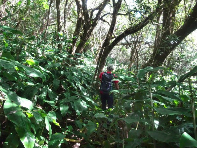 Cependant il est trop tentant de poursuivre en retrouvant les longoses
