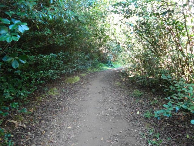 Large chemin bordé de goyaviers