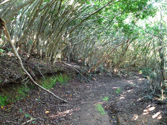 Nouveau sentier ombragé sous les jamrosats