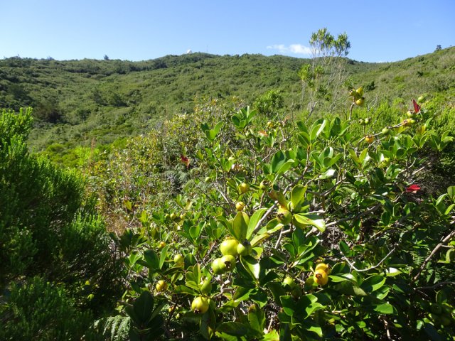 On quitte rarement la boule du Colorado en cueillant les goyaves