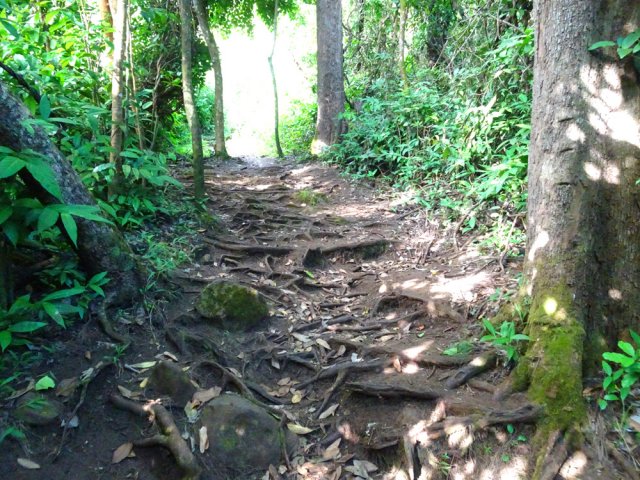 Beaucoup de racines également un peu plus haut