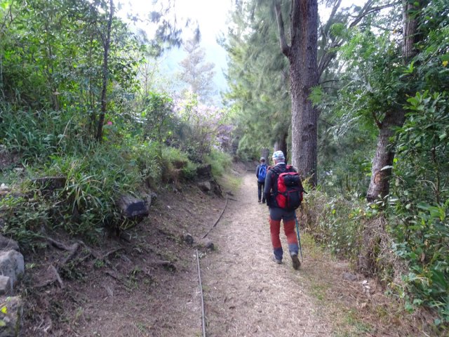 Une des "avenues" de l'îlet d'Aurère, uniquement destinée aux marcheurs