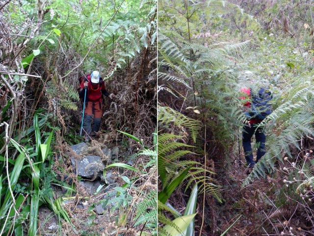 Les passages dans les fougères sont heureusement assez courts
