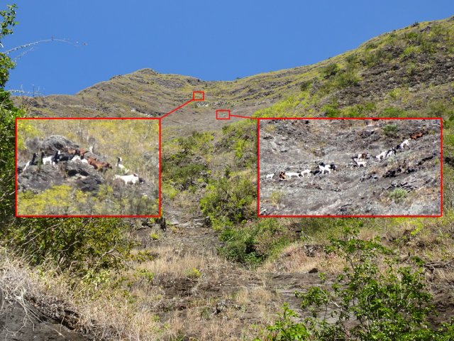 Les chèvres sauvages ont également pris possession des flancs de la Crête d'Aurère