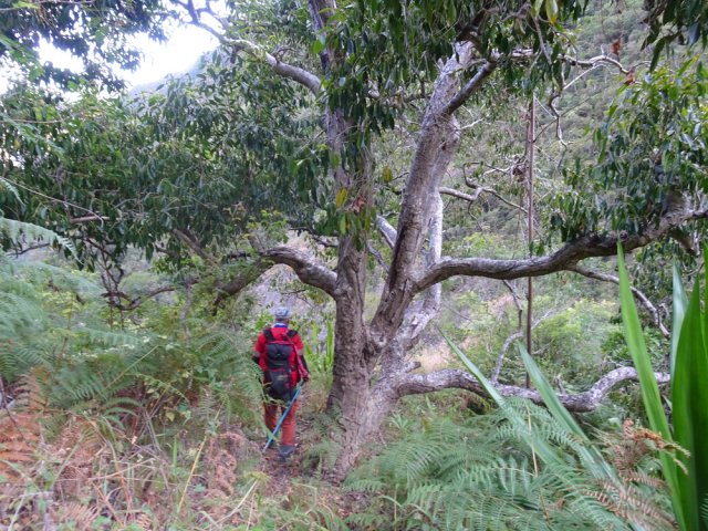 De rares manguiers et jamblons ponctuent le paysage en début de descente