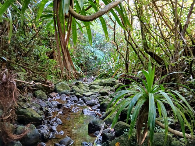 La végétation est luxuriante jusqu'au lit de la ravine