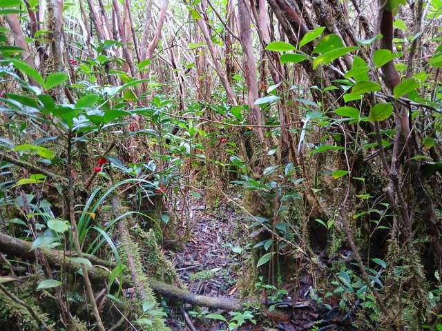 Plus difficile de trouver le chemin dans les goyaviers