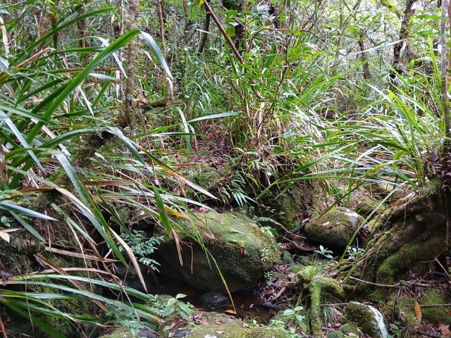 Sentier facile à repérer en rive gauche de la Grande Ravine