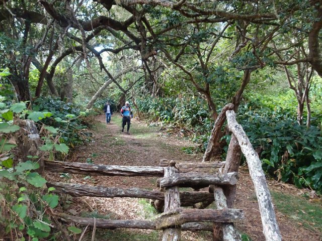 Le sentier s'est élargi depuis la fabrication de cette échelle