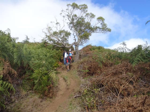 Une large zone en pente couverte de fougères