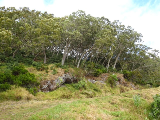 La piste Forestière des 1800 Nord est bordée de superbes tamarins