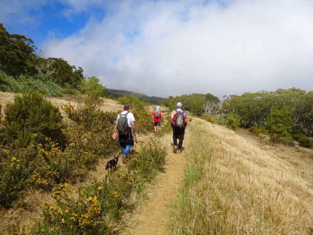 Les ajoncs d'Europe piquent un peu les mollets au passage