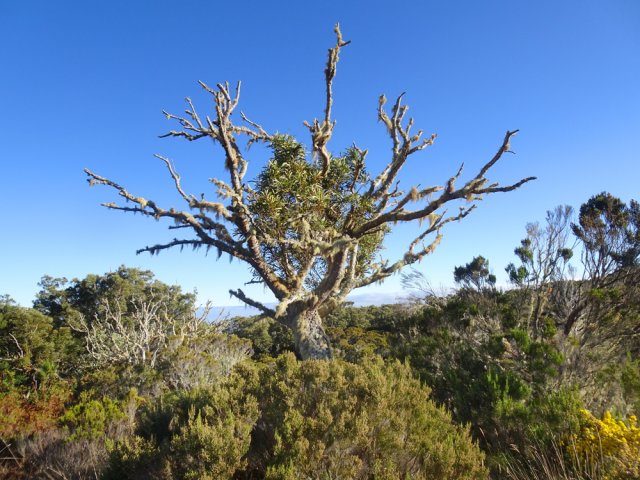 De plus en plus de tamarins malades dépérissent