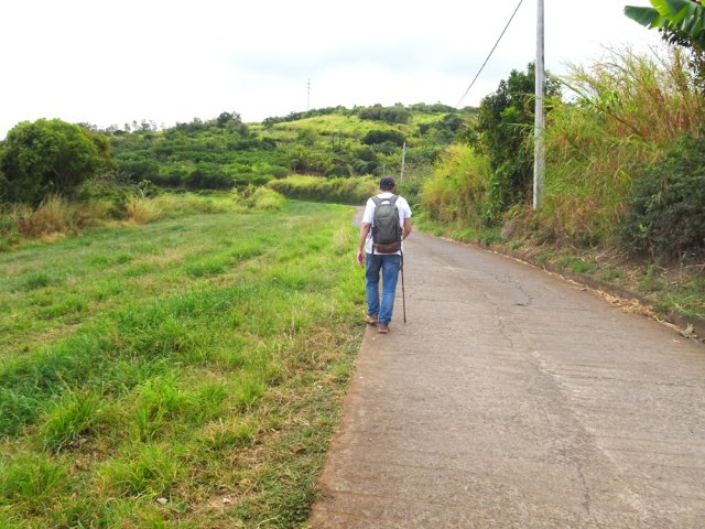 La petite route de Bellecombe entre prairies et champs de canne