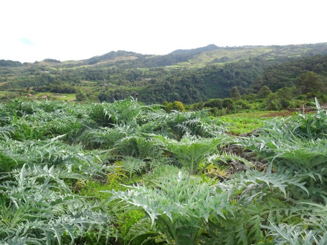 Vastes plantations artichauts avec vues sur les prairies bordant le Chemin de Grande Terre
