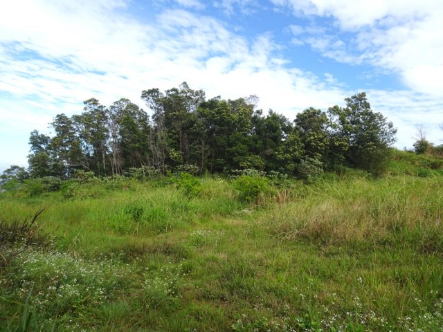 Quelques acacias noirs occupent le haut du petit piton