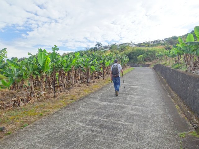 Quelques bananeraies pour changer de la canne