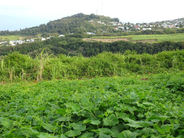 Belles vues sur le Piton du Calvaire depuis le Chemin de l'Alambic