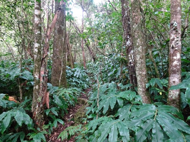 Belle forêt malgré les longoses