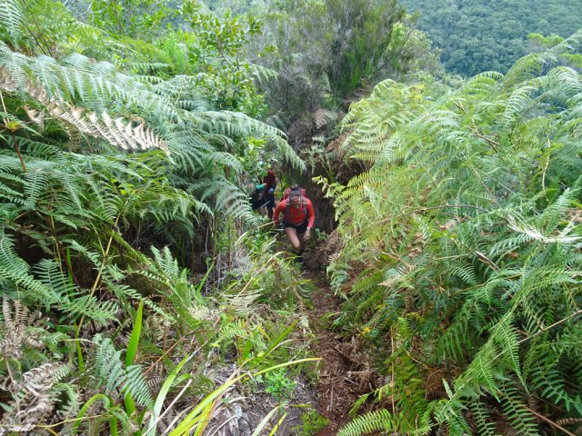 Les branles et fougères remplacent les arbres et longoses