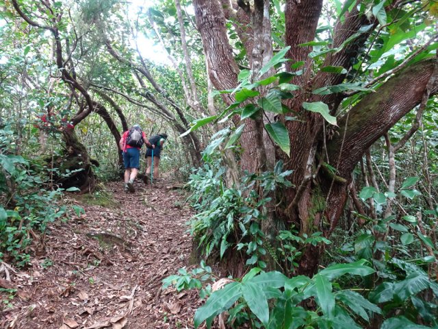 Belle concentration de bois de remparts sur toute la descente
