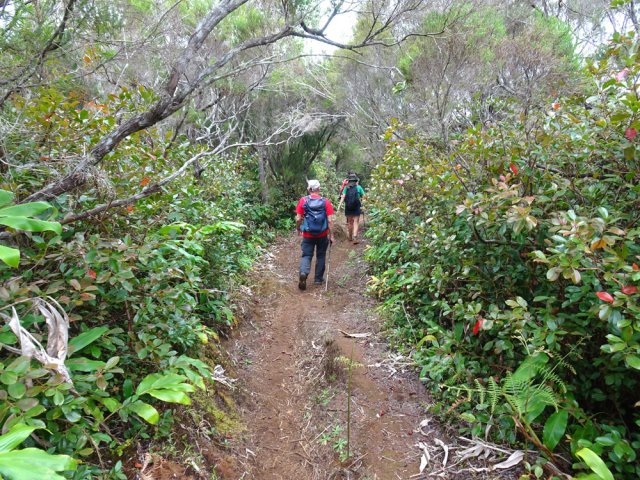 Les goyaviers ont envahi le dernier tronçon du parcours