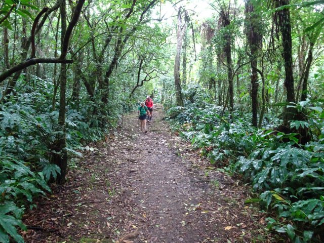 Une belle portion du sentier de la forêt de Bon Accueil