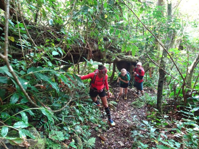 On rencontre de magnifiques arbres tout au long du parcours