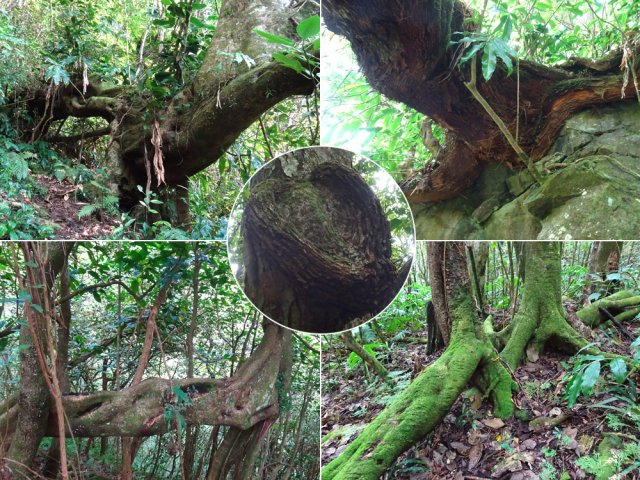 Il y en aura de toutes les formes et de toutes les couleurs