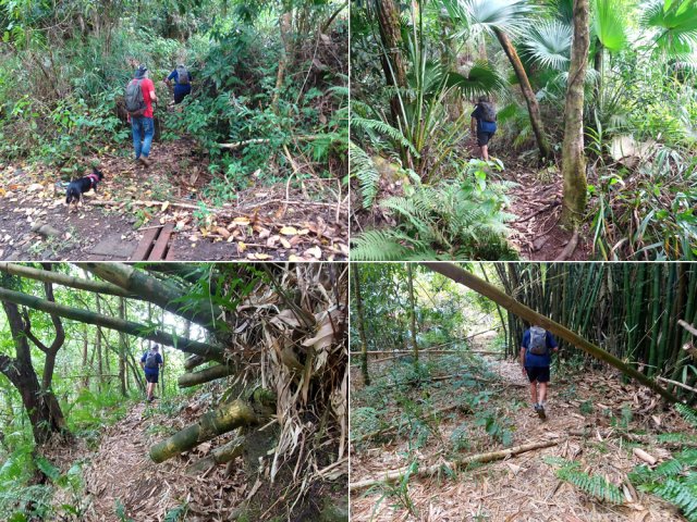 Le petit sentier qui remonte vers les bambous et les champs de canne