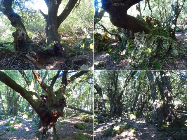 D'autres spécimens dont celui de 12 siècles (Bas gauche)