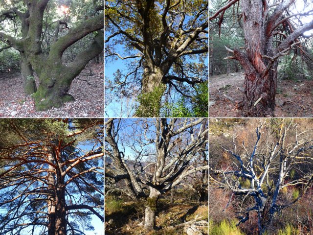 Très vite, on est surpris par la taille de certains arbres