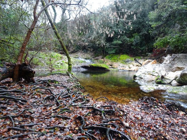 Beaucoup de racines par endroits