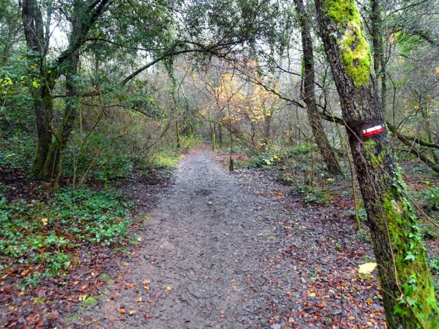 On se retrouve sur le GR653A dans les bois de chênes verts et de tilleuls