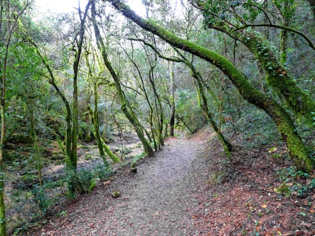 La forêt est assez clairsemée
