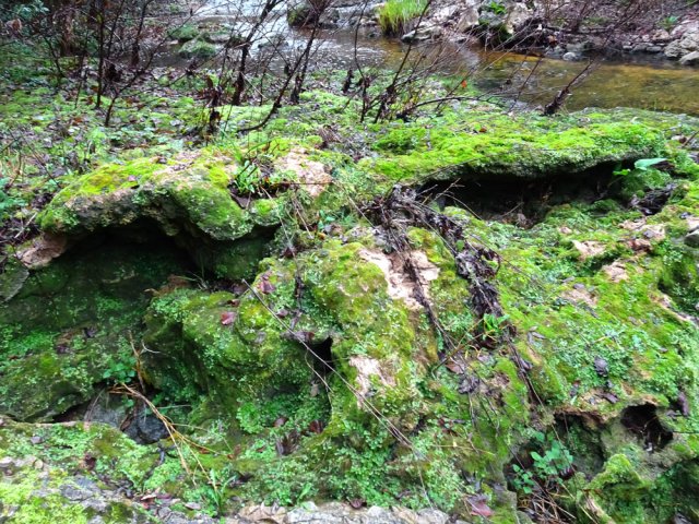 Beaucoup de concrétions calcaires moussues tout au long du cours d'eau