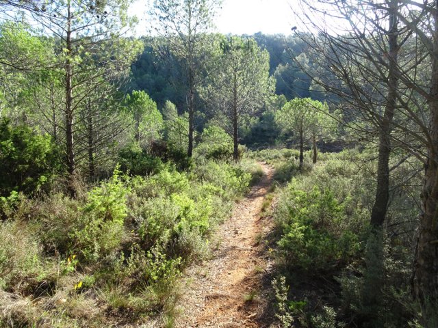 Petites forêts de pins où poussent de grands champignons blancs à l'automne