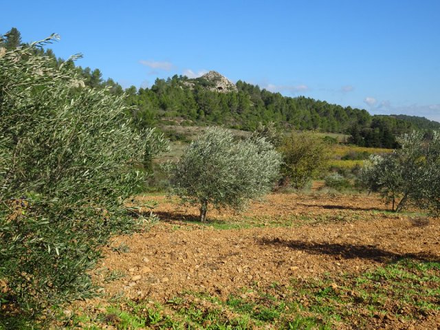 Le Roc Troué domine de grandes oliveraies