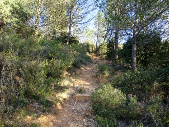 Reprendre le sentier vers les Caunes Basses sous les pins