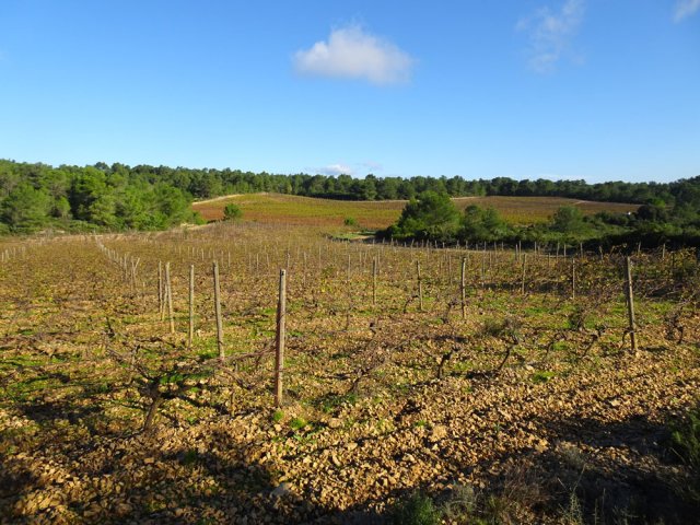 Vastes étendues de vigne